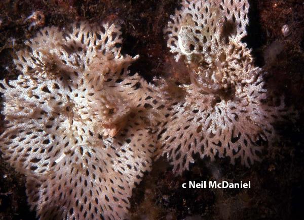 Photo of Phidolopora pacifica by <a href="http://www.seastarsofthepacificnorthwest.info/">Neil McDaniel</a>